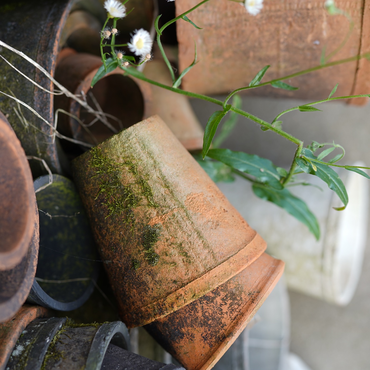 Tall tapered pots in TAO-POTS terracotta finishes